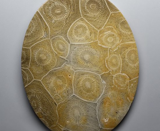 Actynociatus-247.15-ct.jpg