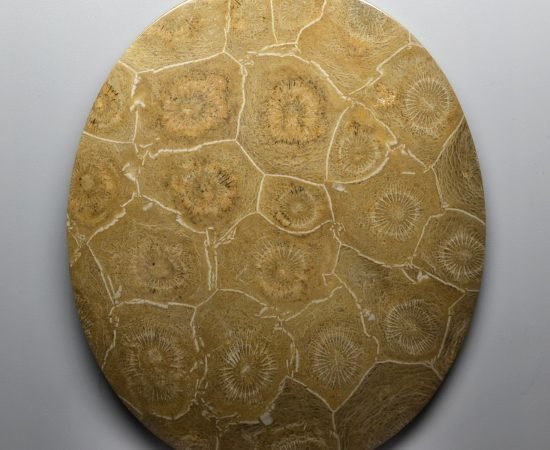 Actynociatus-342.35-ct.jpg