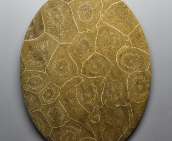 Actynociatus-368.6-ct.jpg